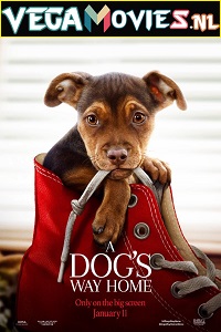 Download  A Dogs Way Home  (2019) Dual Audio {Hindi-English} 480p [300MB] | 720p [800MB] | 1080p [2GB]