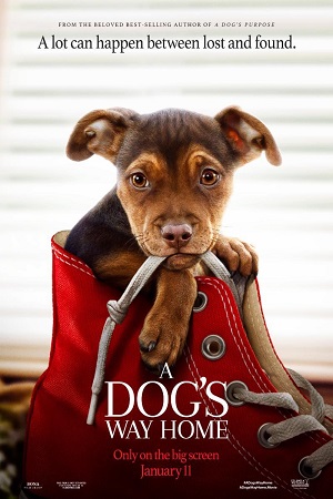 Download  A Dogs Way Home (2019) Dual Audio {Hindi-English} 480p [350MB] | 720p [1GB] | 1080p [2.3GB]