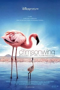 Download  The Crimson Wing Mystery of the Flamingos (2008) Dual Audio {Hindi-English} 480p [300MB] | 720p [1GB]